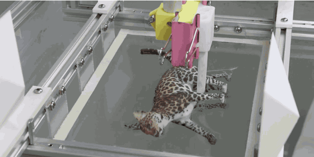 立体の猫に水路印刷